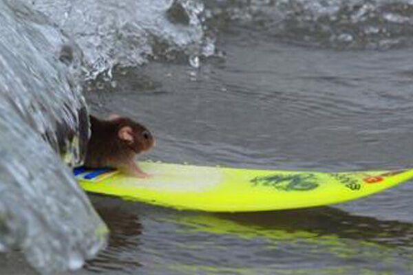 Серфер вчить мишей кататися по хвилях на дошці. ФОТО. ВІДЕО
