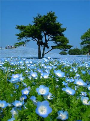 Очень красивые фотографии японского парка