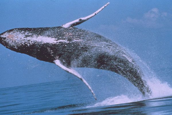 40-тонний кит обрушився на яхту! ФОТО, ВІДЕО