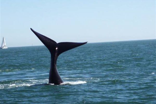 40-тонный кит обрушился на яхту! ФОТО, ВИДЕО