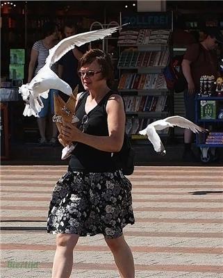 Птицы атакуют людей. Яркие ФОТО