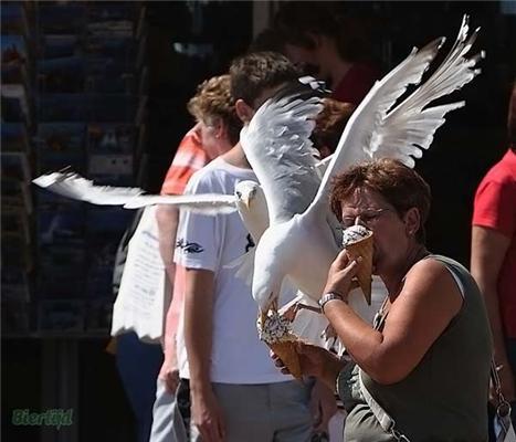 Птицы атакуют людей. Яркие ФОТО