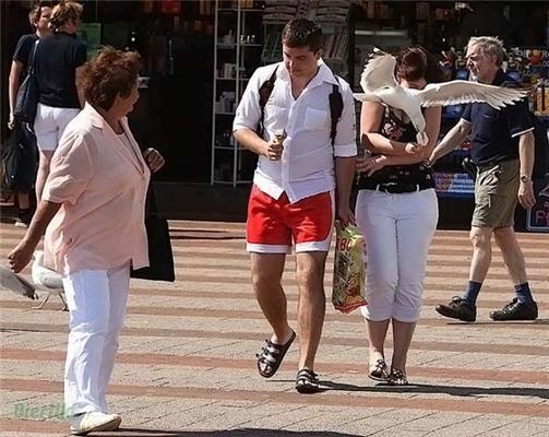 Птицы атакуют людей. Яркие ФОТО