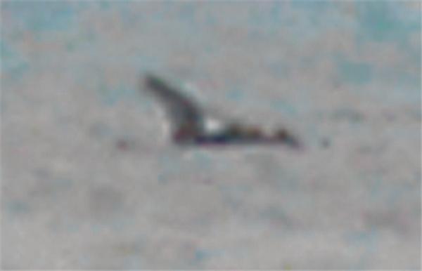 ФотоШок: Я видел монстра озера Чаны! Свидетельства очевидца