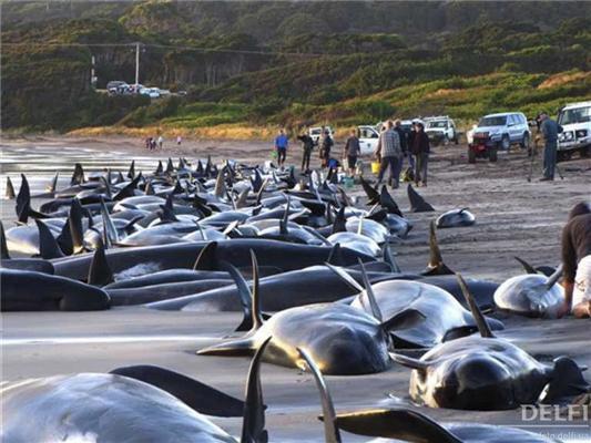 Как гибнут киты-самоубийцы. ФОТО