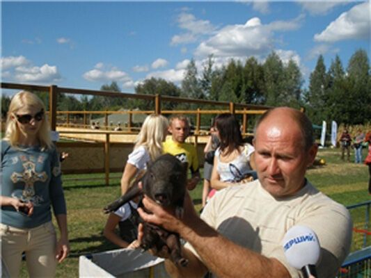 Вован-кабан - найспритніший порося України. ФОТО. ВІДЕО