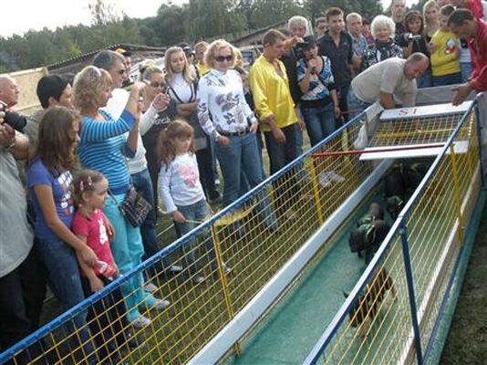 Вован-кабан - найспритніший порося України. ФОТО. ВІДЕО
