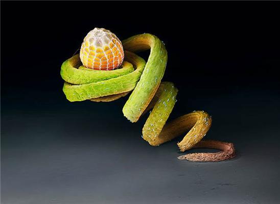 Макро фото: Яйця комах