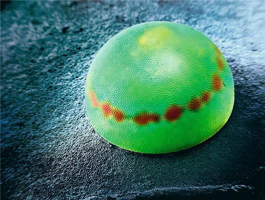 Макро фото: Яйця комах