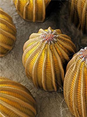 Макро фото: Яйця комах