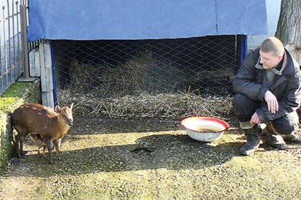 В Крыму родился уникальный карликовый олененок. ФОТО