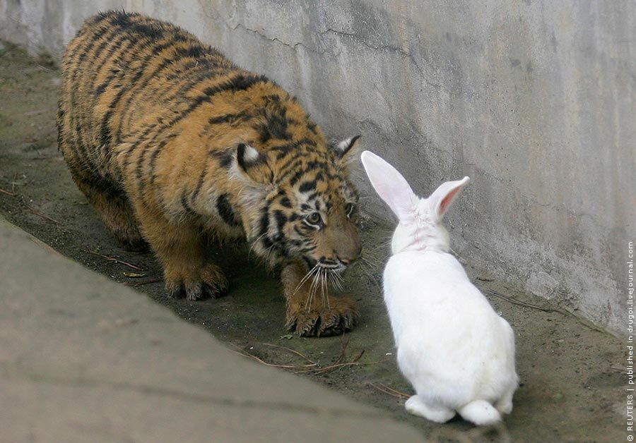 LIVE. В Китае тигр полюбил свою еду нежной и трепетной любовью