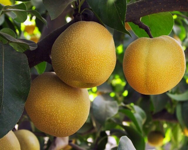 10 найбільш незвичайних гібридів і сортів овочів і фруктів