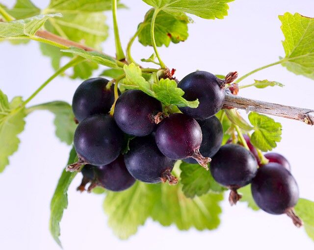 10 найбільш незвичайних гібридів і сортів овочів і фруктів