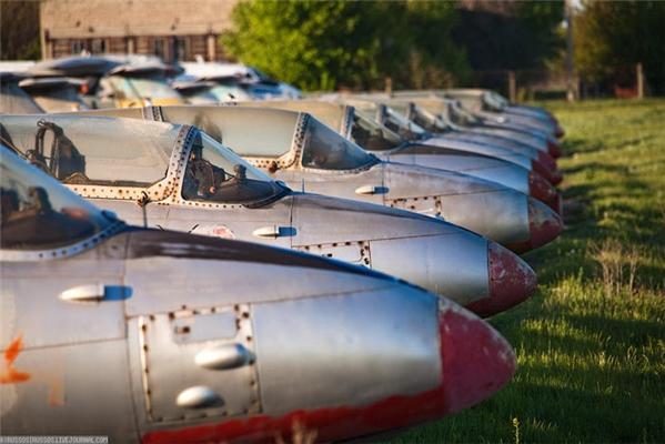 У Криму знайдено тисячі хижих птахів, які не вміють літати. ФОТО