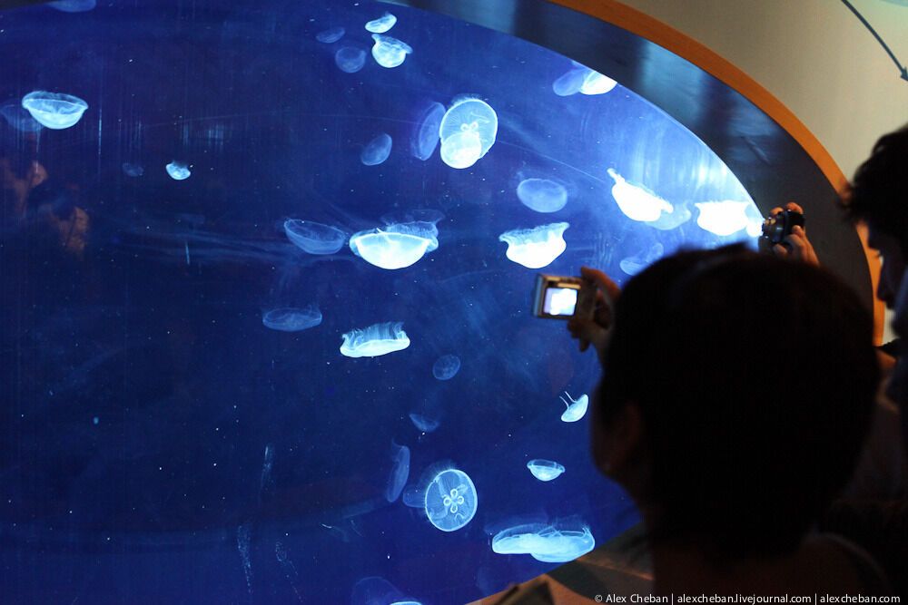 Океанографічний парк у Валенсії