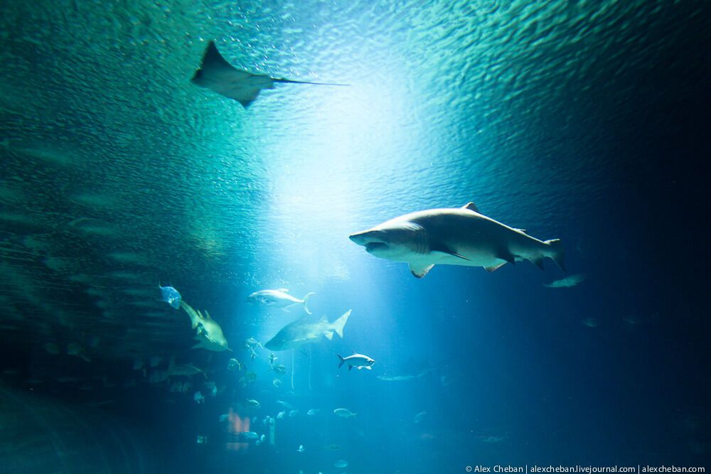 Океанографічний парк у Валенсії