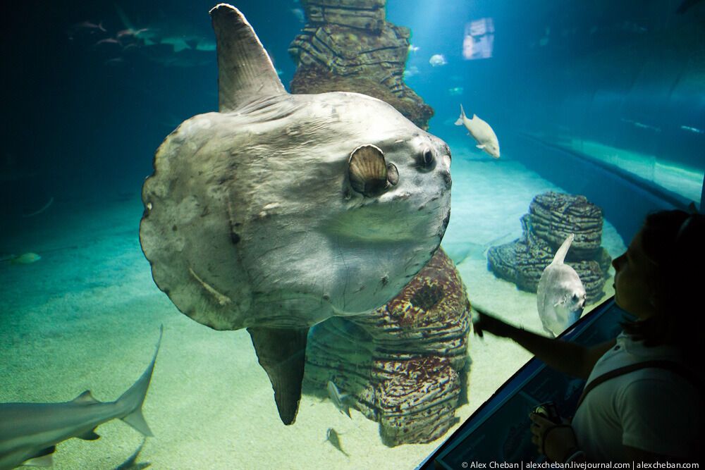 Океанографічний парк у Валенсії