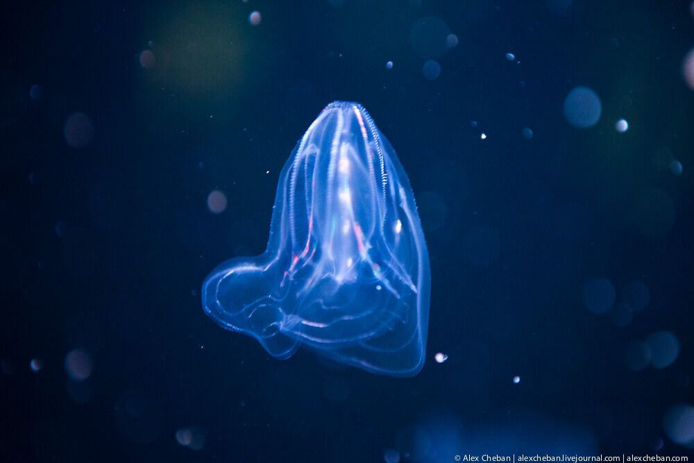 Океанографічний парк у Валенсії