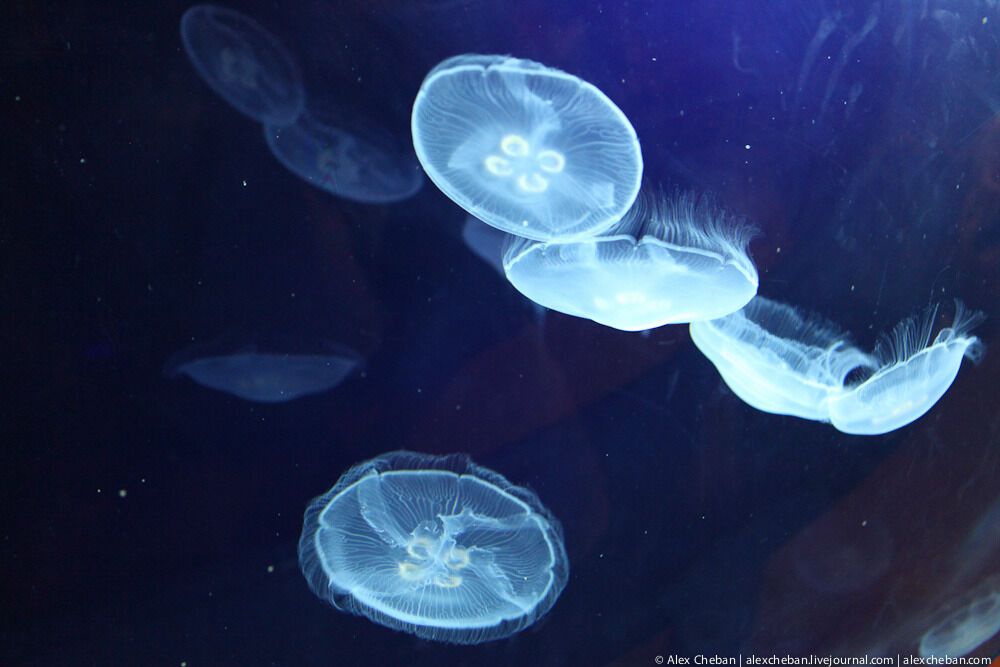 Океанографічний парк у Валенсії