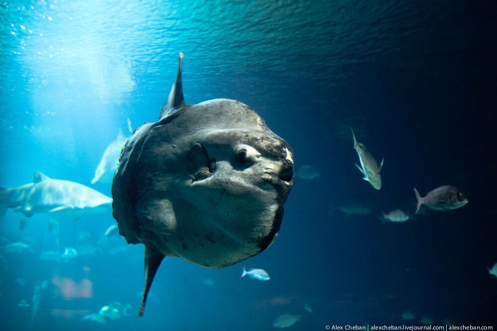 Океанографічний парк у Валенсії