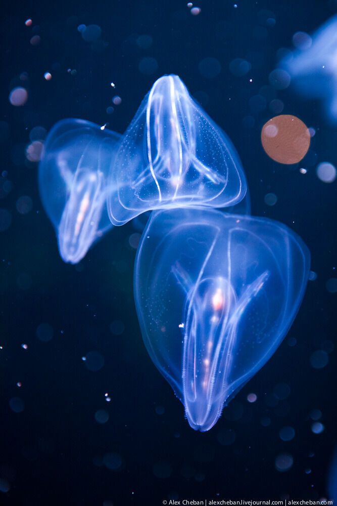 Океанографічний парк у Валенсії