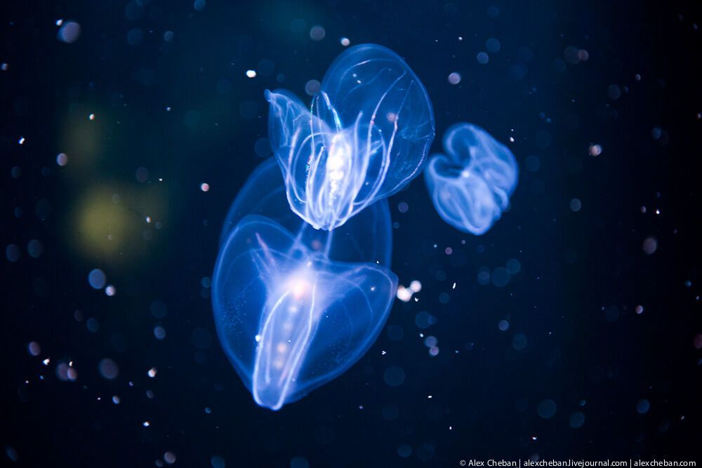 Океанографічний парк у Валенсії