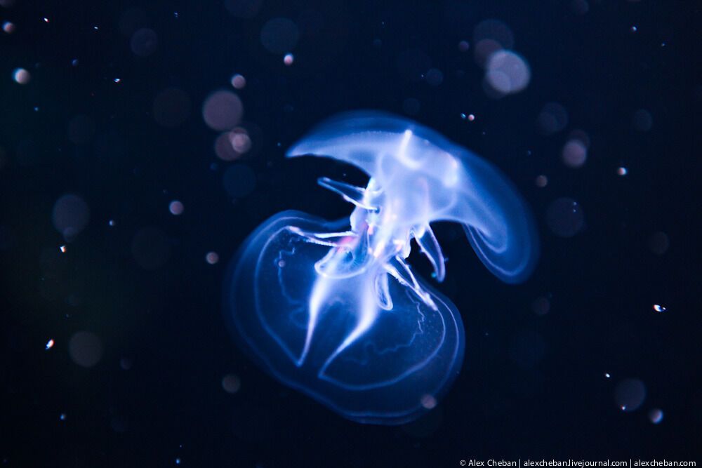 Океанографічний парк у Валенсії