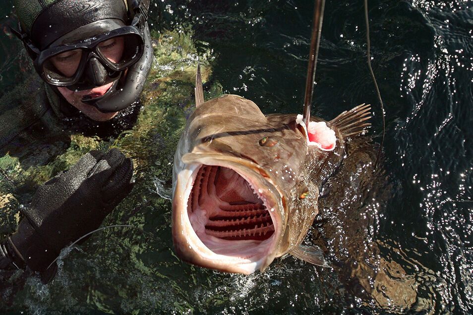 Підводне полювання