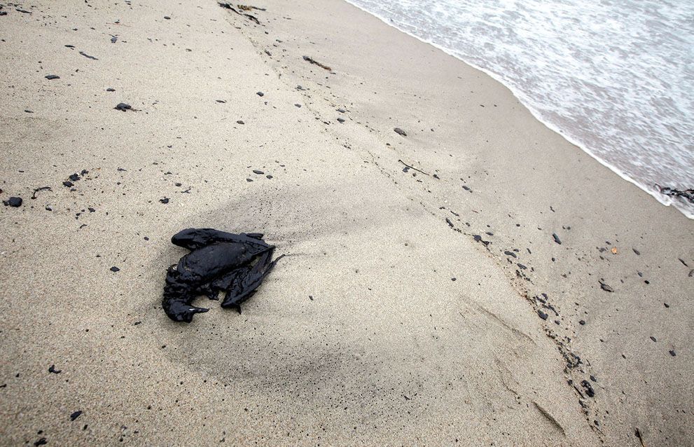 Розлив нафти біля берегів Нової Зеландії