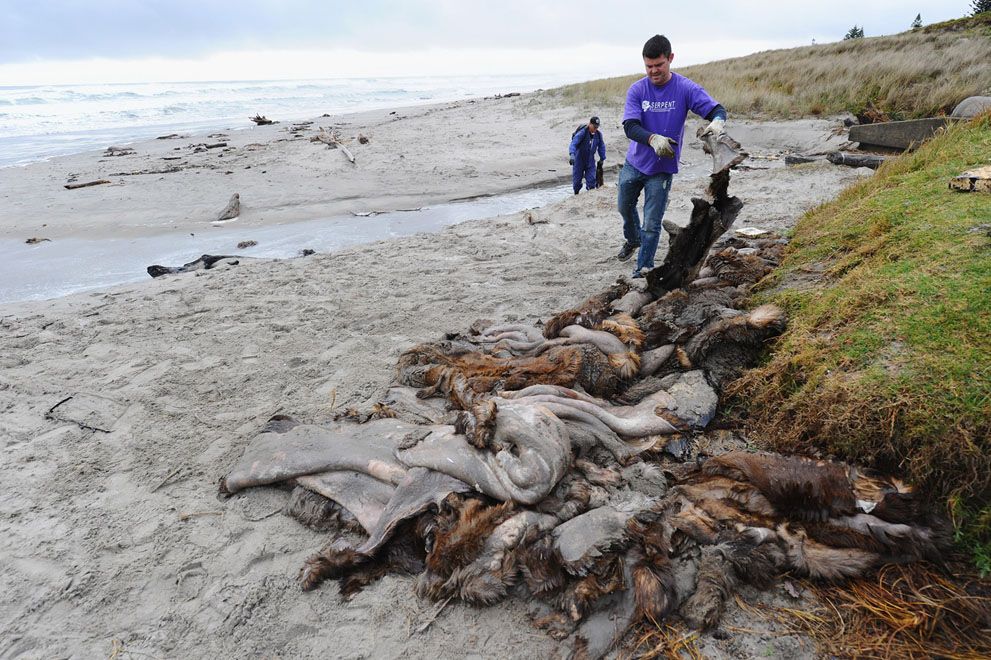 Розлив нафти біля берегів Нової Зеландії