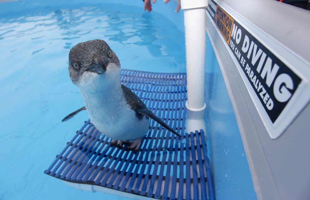 Розлив нафти біля берегів Нової Зеландії