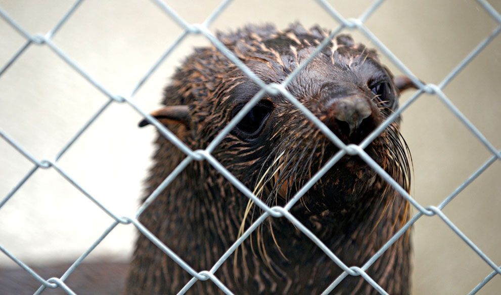 Розлив нафти біля берегів Нової Зеландії