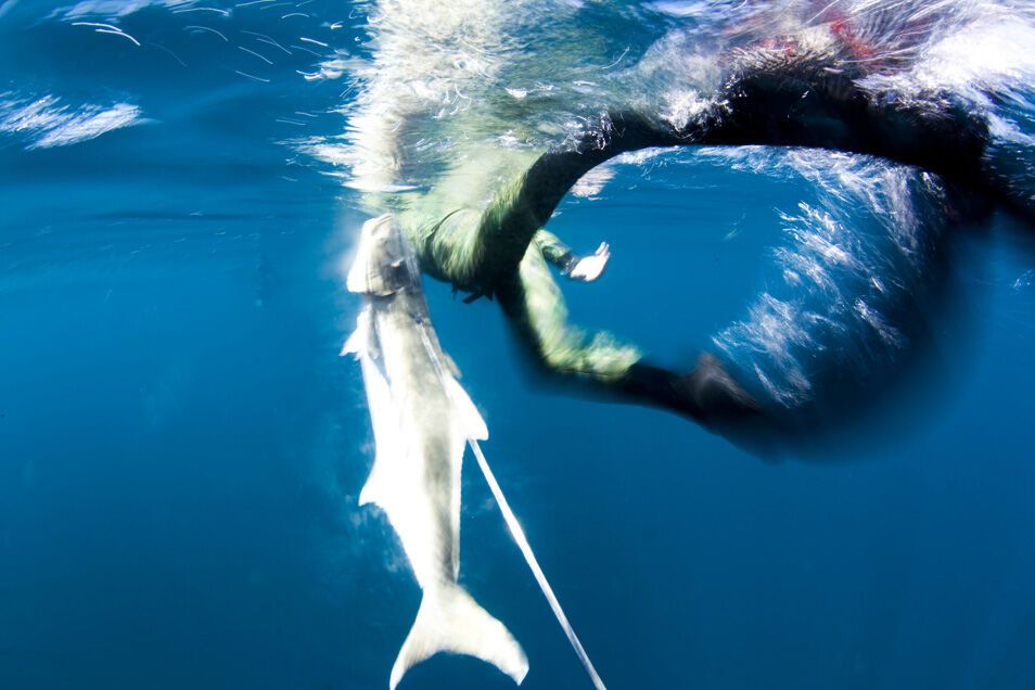 Підводне полювання