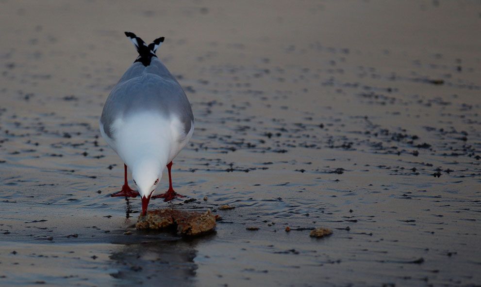 Розлив нафти біля берегів Нової Зеландії
