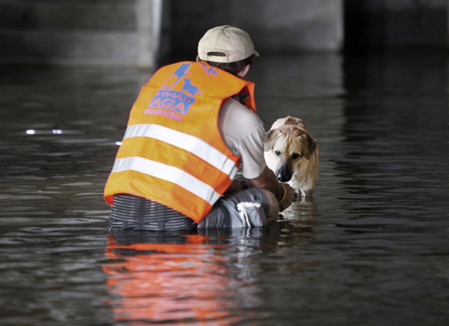 Спасение животных в затопленном Таиланде