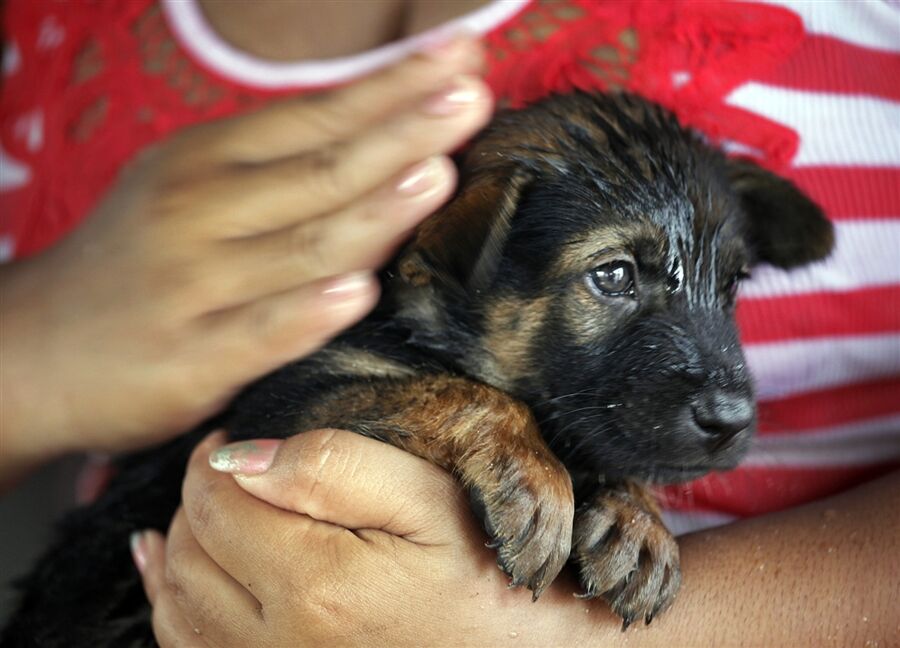 Спасение животных в затопленном Таиланде