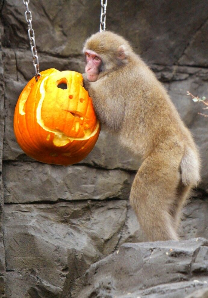 Хэллоуин все ближе – пора вырезать тыкву