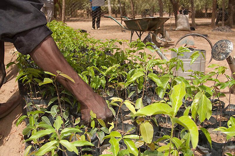Боротьба з наслідками видобутку золота в Буркіна-Фасо