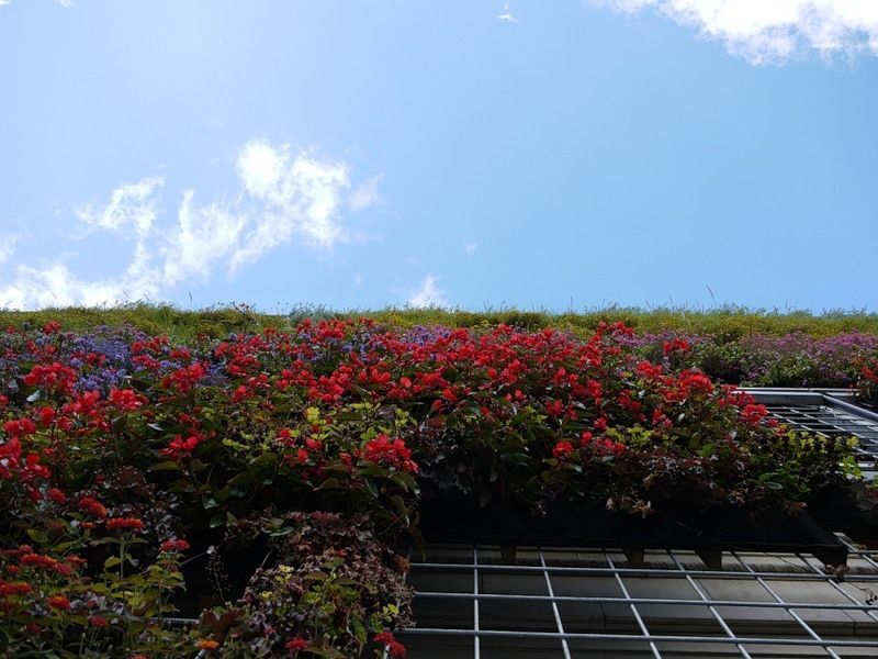 Приголомшливі вертикальні сади