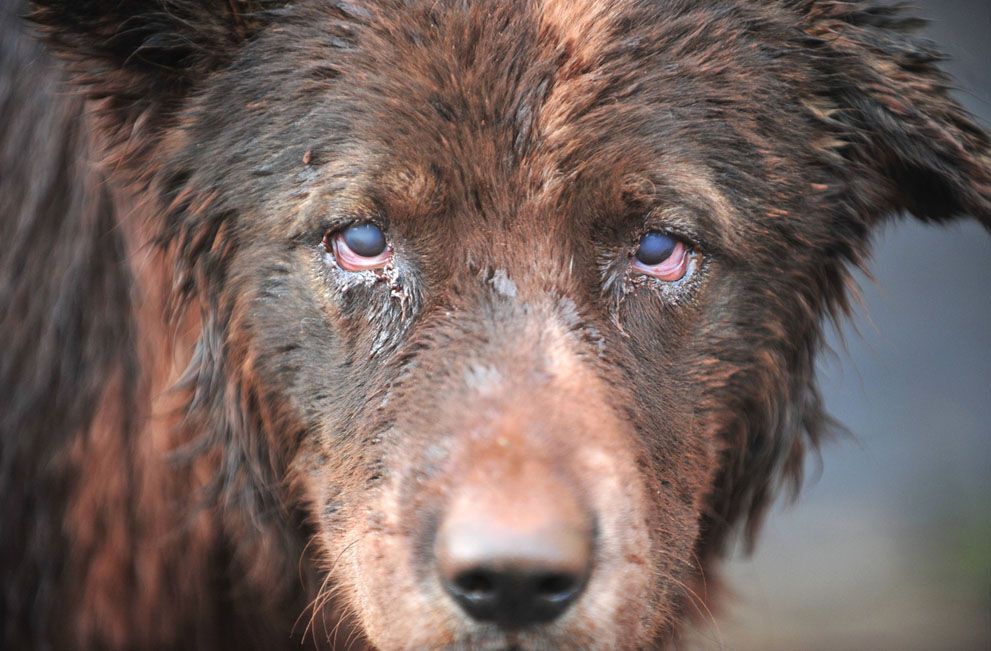 Прорив резервуара з токсичними відходами в Угорщині: рік по тому