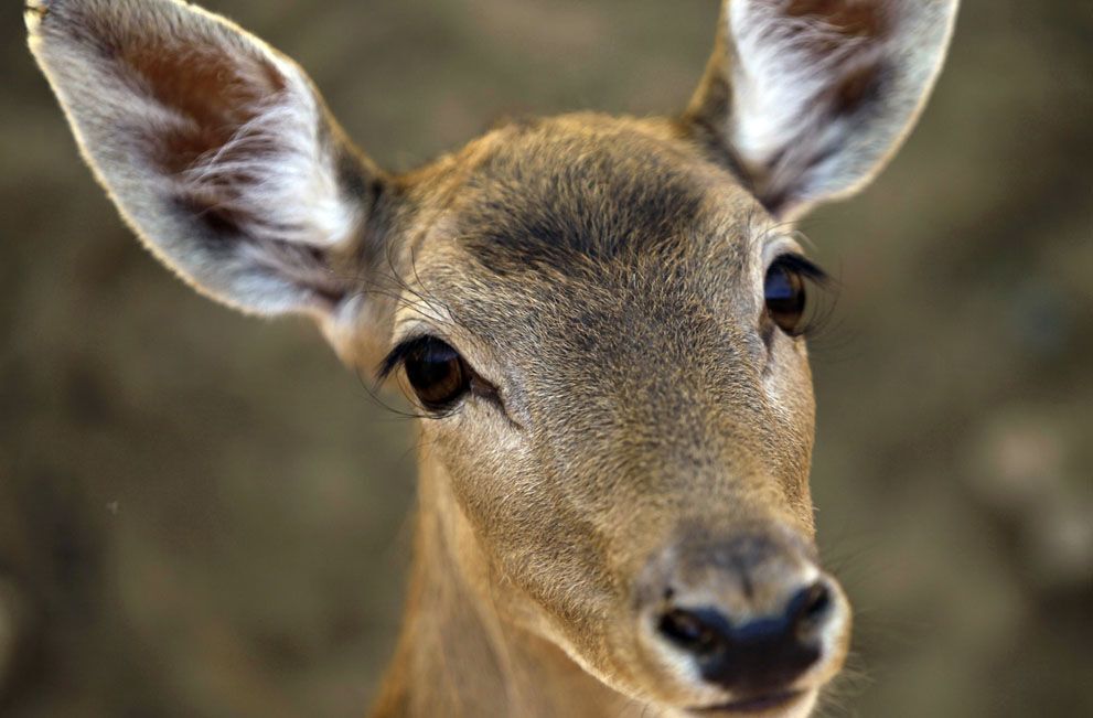 Тварини в новинах, 7 жовтня 2011