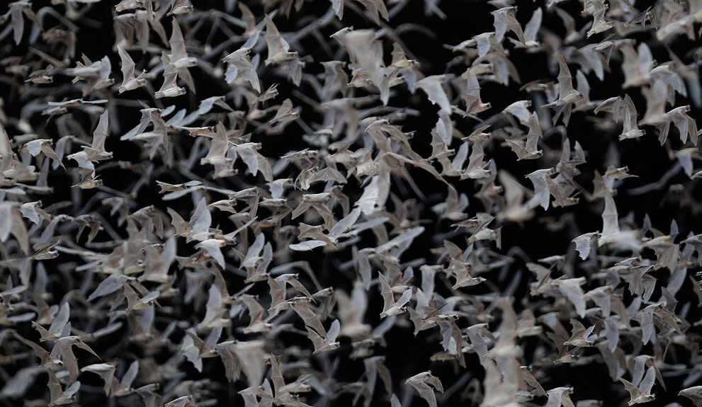 Тварини в новинах, 7 жовтня 2011