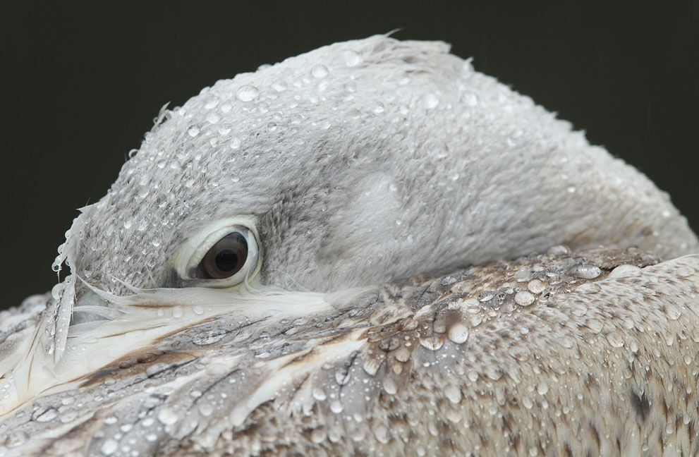 Тварини в новинах, 7 жовтня 2011