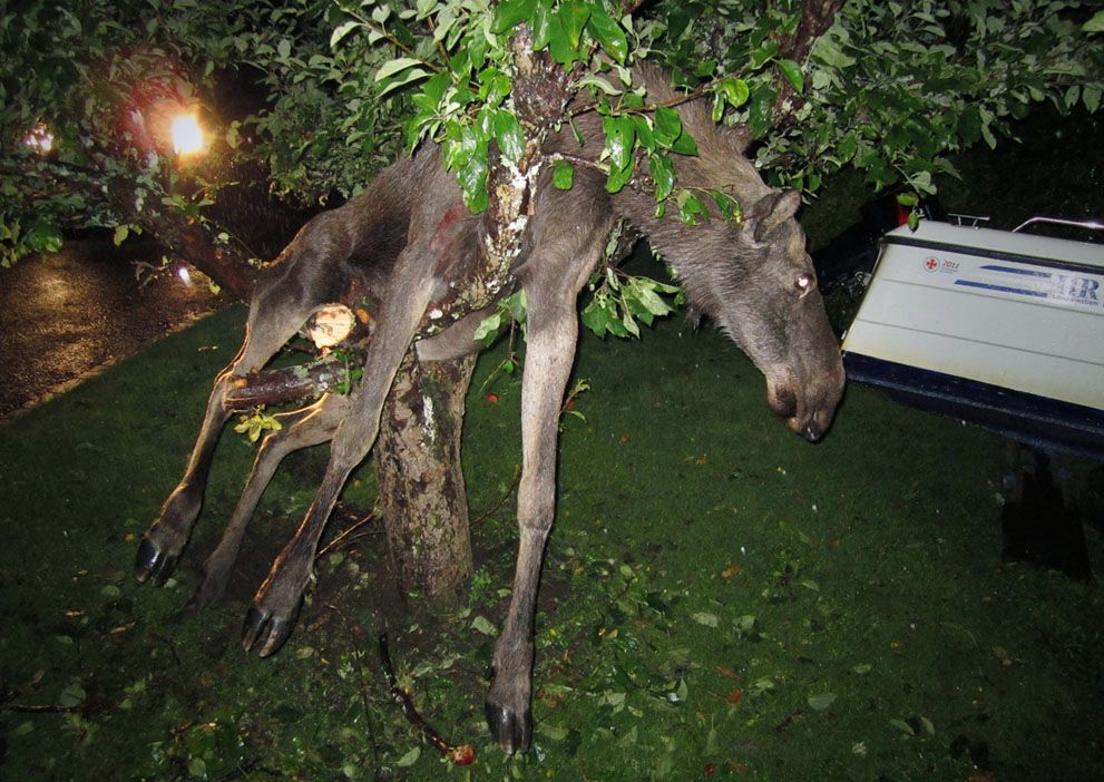 Тварини в новинах, 7 жовтня 2011