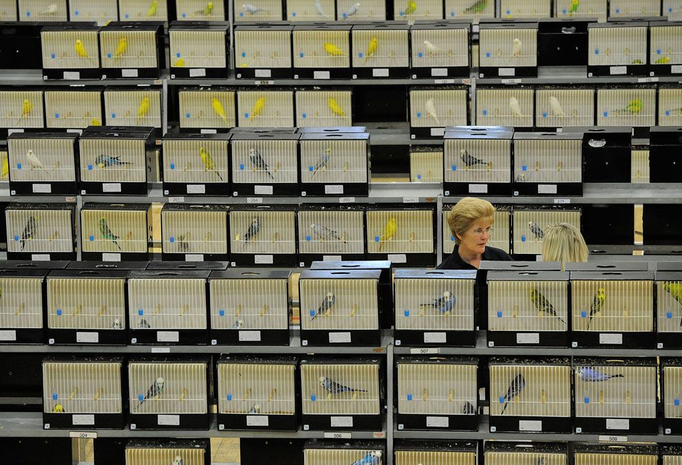 Тварини в новинах, 7 жовтня 2011