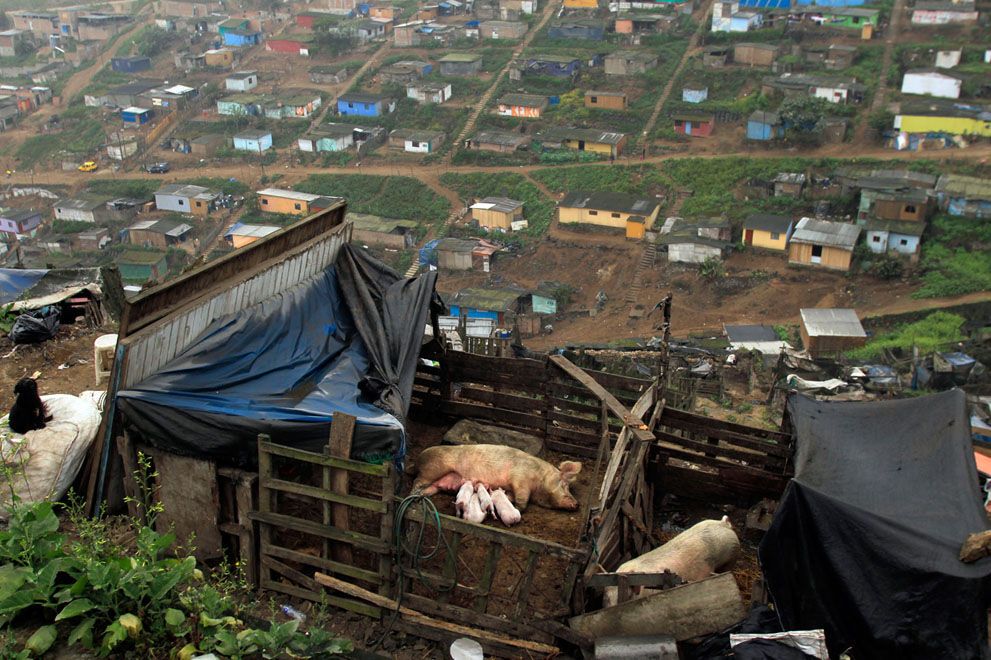 Тварини в новинах, 7 жовтня 2011