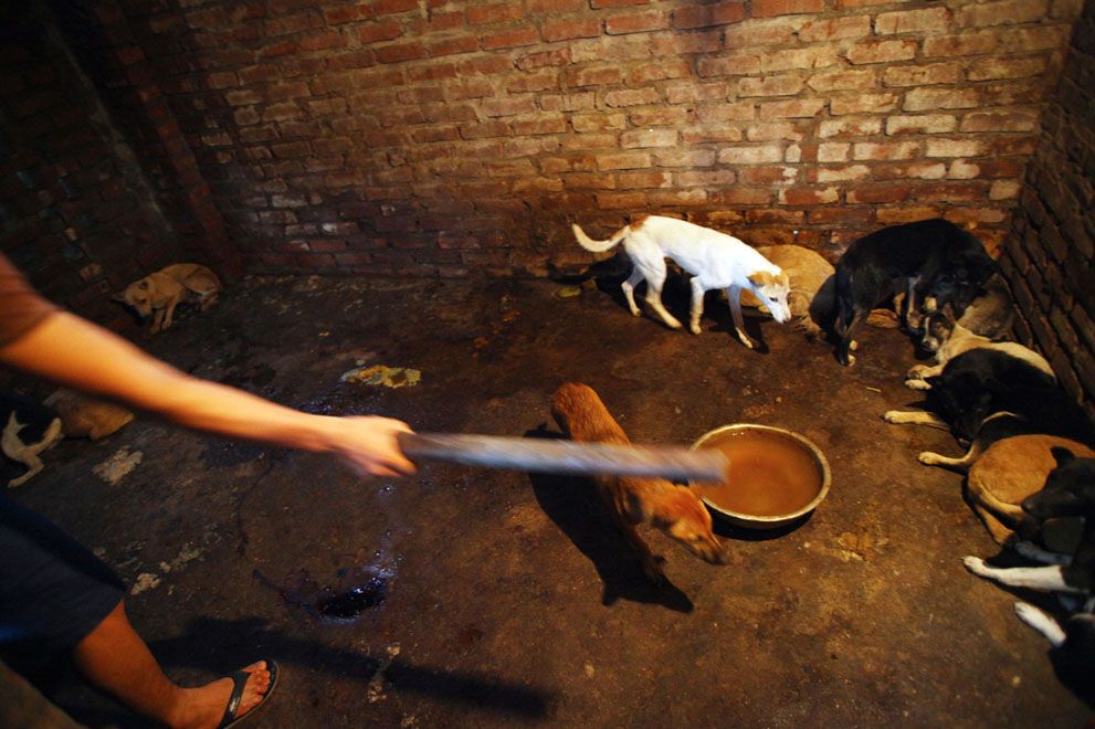 Тварини в новинах, 7 жовтня 2011