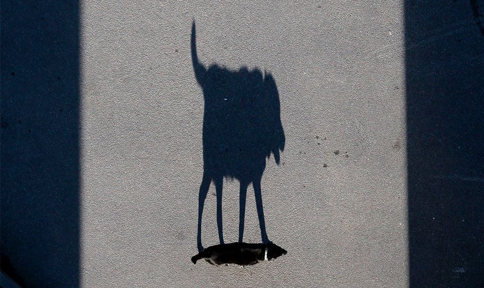 Тварини в новинах, 7 жовтня 2011