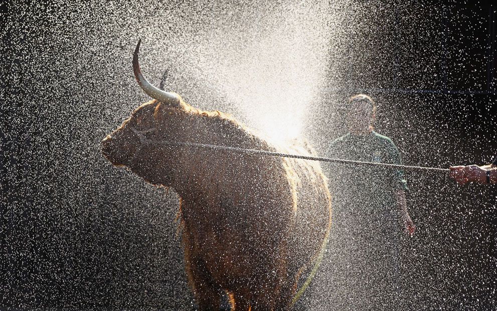 Тварини в новинах, 7 жовтня 2011